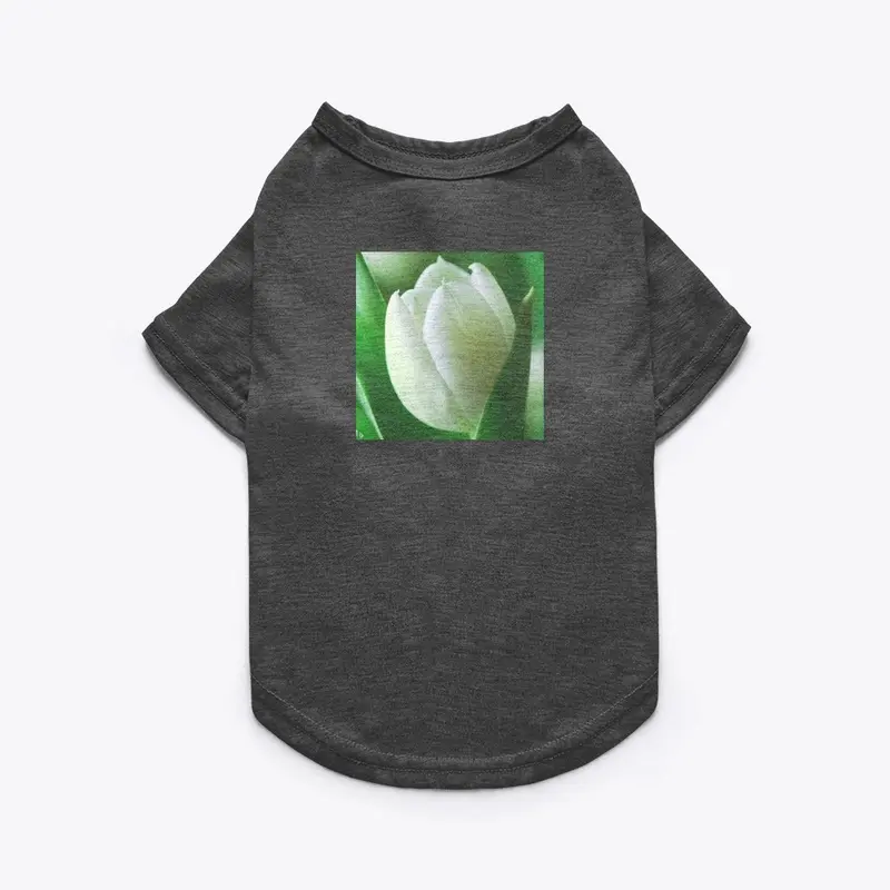 White Tulip