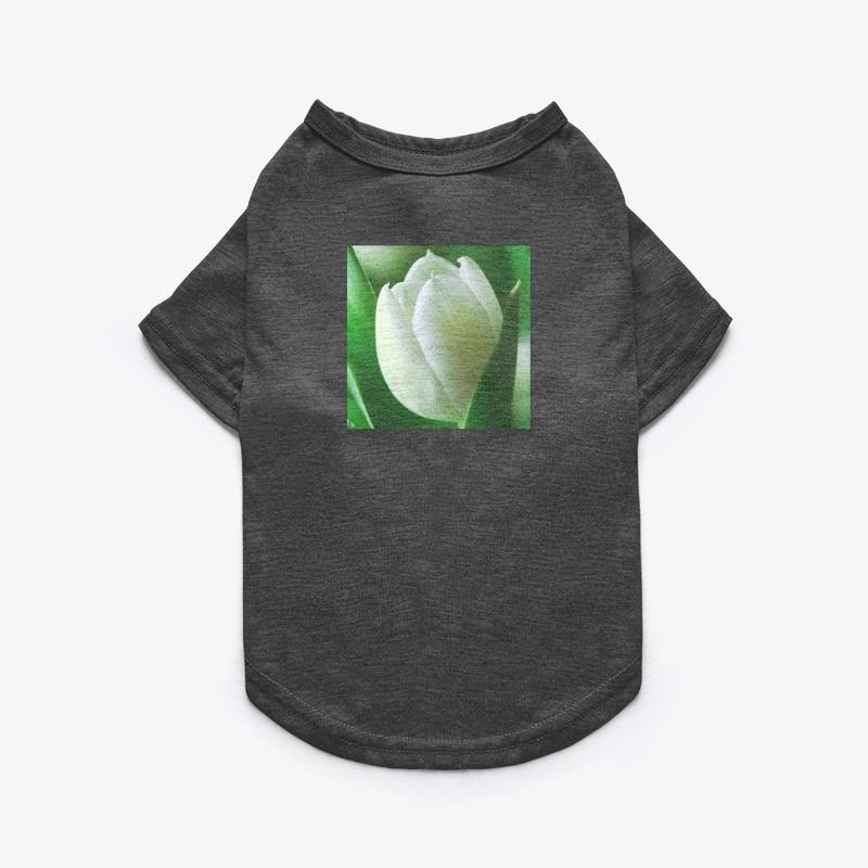 White Tulip